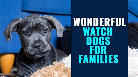 Family watch dog - Simply put in the address you would like searched and we will show you a map of your area that displays the offenders around you. Use Family Watchdog to locate the offenders that are registered for not only your state, but all state's registries. This is a great tool for finding offenders who have failed to notify you that they have …